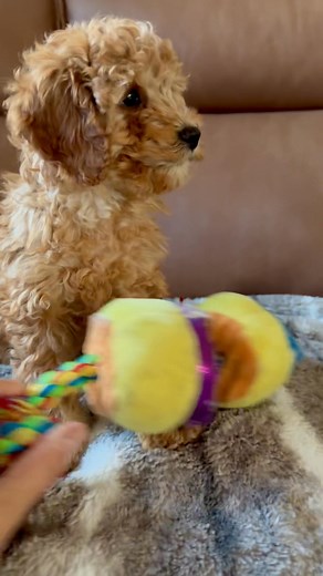 Ginger is an 8 week old Cavapoo puppy is looking for her forever family! #cavapoo #cavapoolove #cavapoopuppy #cavapooworld #AvailableNow #farmlife #doglover #dogbreeder #teddybear | Cedar Creek Farm