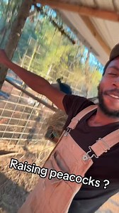 2.8K views · 393 reactions | Ever thought about raising peacocks? 連  #PeacockLife #WildAndFree #FarmFun #homestead #birdwatching #winterpreparation #birdsanctuary #aviary #birdslover | Jesus King McCoy | Facebook