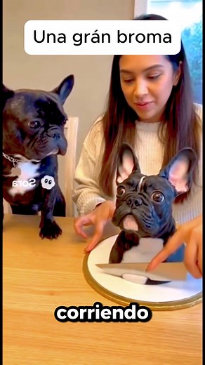 Esta chica le hizo una tremenda broma a su perro 🐕🤣🤣🤣🤣 #reelsviralシfb #avestruz #perros | Yorki viral