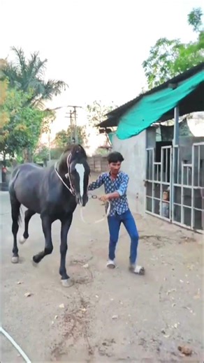 कैसा लगा वीडियो कमेंट में बताएं 🤷🏻🖤🔥 #hair #horse #horseriding #love