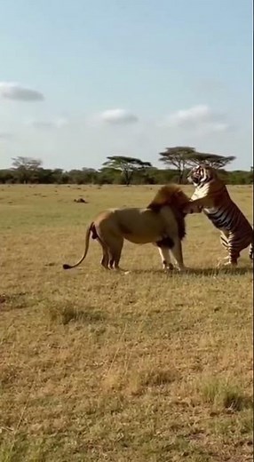 Epic Face-Off: Lion vs Tiger!