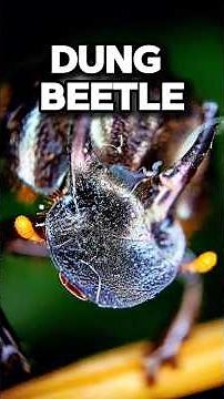 Microscopic View of Dung Beetle – Nature’s Tiny Recycler Up Close #microscope #beetle #insects