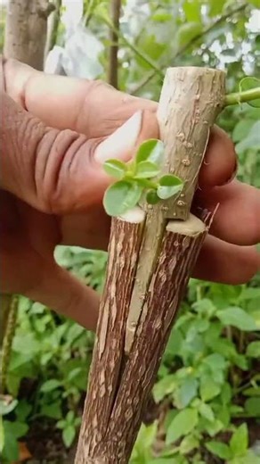Amazing Budding Grafting Technique 🌱 | Plant Propagation Hack