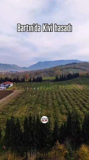 🥝Batı Karadenizin en büyük kivi bahçesinin Bartın’da olduğunu biliyor muydunuz? 📍Burası Terkehaliller köyündeki Yonca–Tim işletmesine ait dev kivi bahçesi. Bartın Valisi Nurtaç Arslan’ın katılımıyla Kivi Hasat Etkinliği düzenlendi. 🥝Vali Arslan, bahçeyi gezerek dalından kivi topladı, üreticilerden tesisin işleyişi hakkında bilgi aldı. Tam 193 dekar alana yayılan bu dev tesis, Batı Karadeniz Bölgesi’nin en büyük kivi bahçesi olarak dikkat çekiyor. 🙋‍♀️İyi tarım uygulamalarının örnek şekilde u