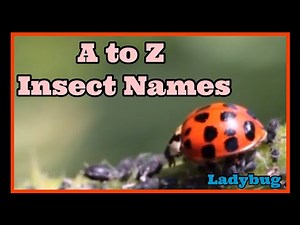 Bugs A to Z | All Kinds of Bugs🐝🐞 | Alphabet learning | A to z insect names with real videos.