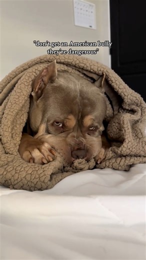 Pure sweetness 🥹🤍 #xlamericanbully | Jungle Bully Kennels