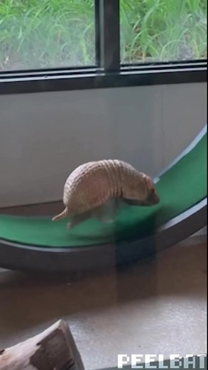 Armadillo Running Up That Hill