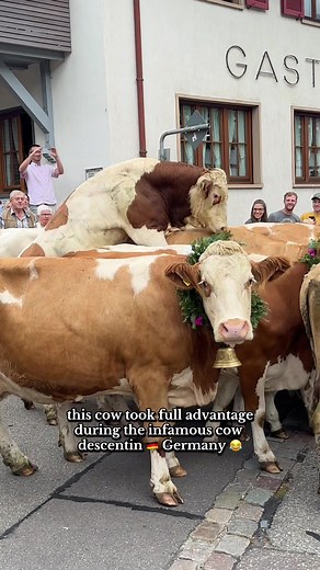 Cow Descent in Germany: A Hilarious Moment