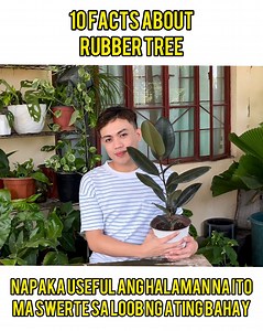 MALAKI PALA ANG TULONG NG BLACK RUBBER TREE SAATIN! 10 FACTS ABOUT RUBBER TREE PLANT! #plant #rubbertree | Mark of the Jungle Plants