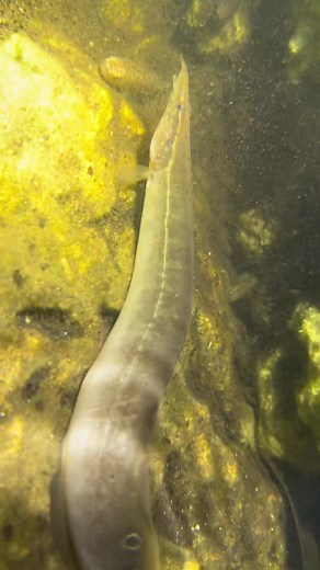 The bugs are swarming in the Everglades, but I kind of like it😏 ##foryou#everglades#fyp#wildlife#conservation#flaoridaman#florida#alligator#viral#crocodile#animals#snake#nature#eel#fish#spider#bugs#foryourpage