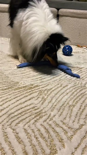 Smart Sheltie Solves Food Puzzle in Seconds! #sheltie #dogshorts