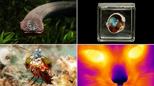 Discover 10 amazing animal superpowers you never knew existed