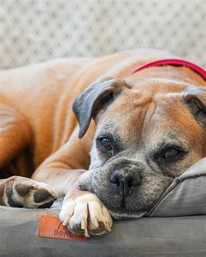 XL Dog Bed for Maximum Comfort and Support
