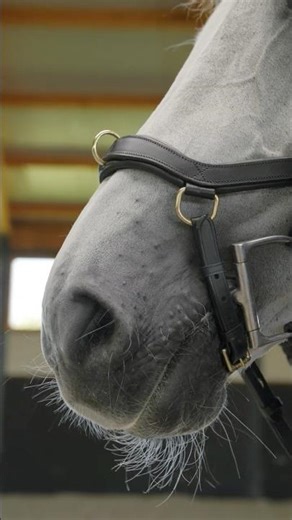 Micklem Multi Bridle Explained: 3 Bridles in 1