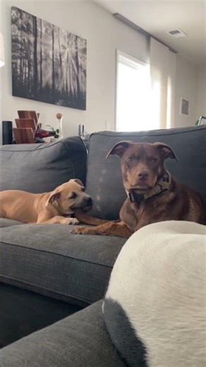 Proof Dogs Understand Every Word You Say 🤯🐶 #funnydogs #shorts #dogshorts