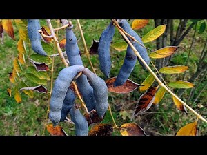 Eating Dead Man's Fingers / Blue Sausage Fruit (Decaisnea fargesii / insignis)