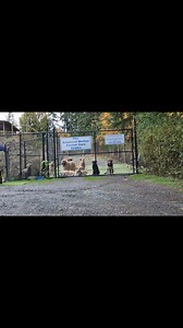 5.1K views · 95 reactions | Does your dog bark or become highly...