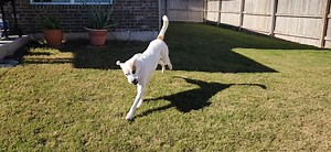 🐾 Meet Copper, the luckiest pup in town! 🍀 He spends weekends in a foster home, soaking up all the love and devotion he deserves. This fetching pro is ready to fetch something even more special—a loving new home! 🎾💕 Curious to meet this gentle giant? Check the comments or our link-in-bio for more info. Copper, at 5 years old and a whopping 123 pounds (yes, you read that right!), is not just a big boy but a well-trained deaf dog fluent in sign language! 🤟🏡 #AdoptCopper #FetchMaster #DeafDog