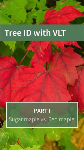 Red or sugar maple? Quick ID tips