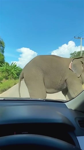 Elephant zip failed to extract