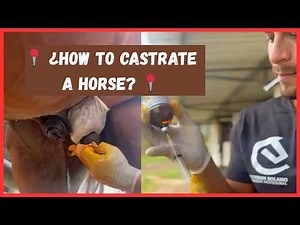 📍 ¿How to castrate a horse? 📍