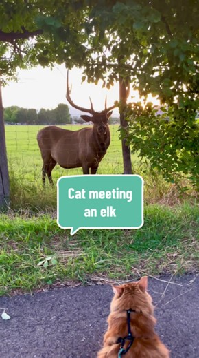 This cat and elk moment feels surprisingly peaceful