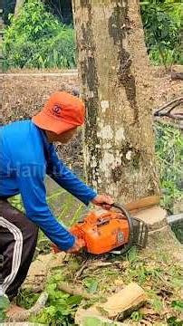 Cưa canh hướng ngã cho nguyên thân cây Sao Cutting golden oak