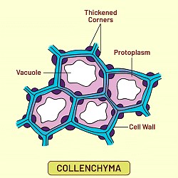 Collenchyma Permanent Tissues Video Lecture - Biology for ACT