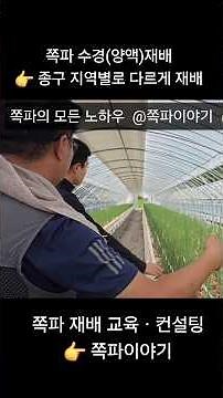 쪽파 수경 재배 ~ 종구별로 지역별로 재배방법 달라요. [충남 아산]