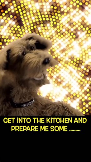 492K views · 22K reactions | Whoof from Ludes and Benzo , have an awesome day #dogsofinstagram #dogs #puppet #comedy #underdogs #parody #theunderdogsshow #liveshow #brisbanecomedyfestival | The Underdogs Show | Facebook