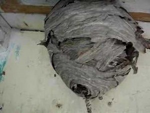 Blowing Up Wasp Nest