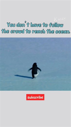 Follow Your Own Path #success #will #come #motivation #viral #penguin #shorts