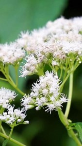 21 reactions · 4 comments | Boneset, a perennial herb native to North...
