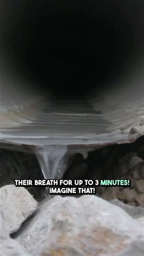 Rats Can Survive Being Flushed!