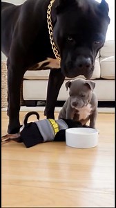 2M views · 42K reactions | Tiny Batman vs Big Scary Pitbull Dad  #viralreels #funnyvideos | Peanut And Titan | Facebook