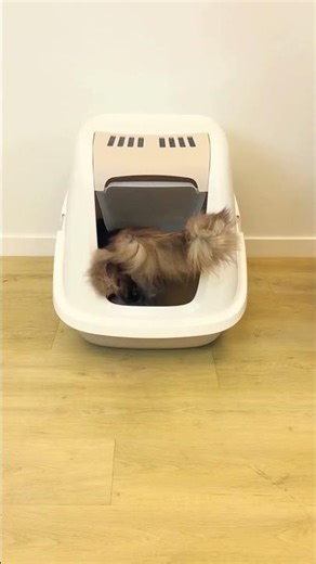 Giant Litter Boxes for Big Cats | Giant range by Savic