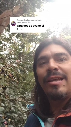 Beneficios del fruto de arrayanes en Ñuble