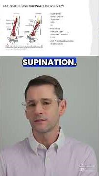Muscles of Forearm Supination and Pronation