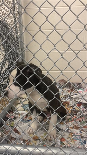 9.6K views · 210 reactions | UPDATE: HE'S BEEN ADOPTED  This sweet pup’s adoption fee is more than half off thanks to a donation made in memory of Amos Moses- my best friend - the bestest snuggle pup ever! Big Thanks to my friends/coworkers at the Blount County Commission office for your donation and kind words. Now Amos’ memory will live on through this beautiful blue eyed pup | Animal Adoption Center of Blount County | Facebook