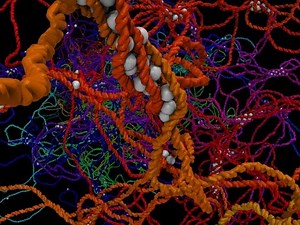 Nucleoid model built with moltemplate
