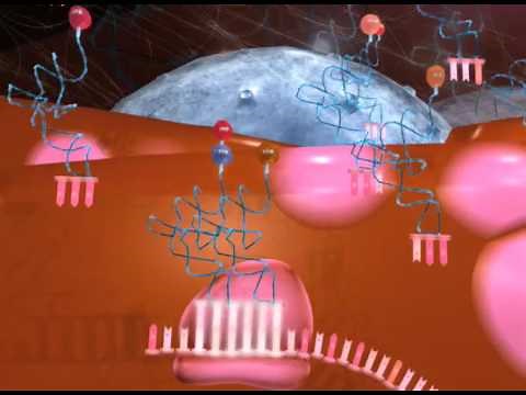 How do genes make proteins?