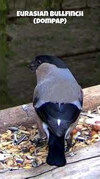 Eurasian bullfinch (Dompap) #birdfeeder #birdcam #dompap #bullfinch