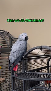 This parrots reaction to Christmas songs will blow your mind 🤯🙊 #gizmothegreybird #gizmosjourney #funnyparrot #talkingparrot | Gizmo the Grey Bird