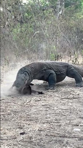 Wild Komodo dragons attack baby goats