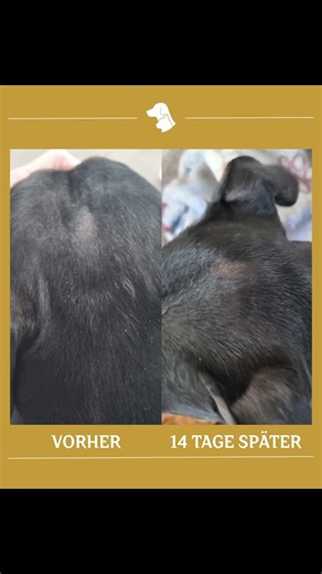 Mayla, deutscher Pinscher, 6 Jahre, kahle Stellen Fell, tränende Augen