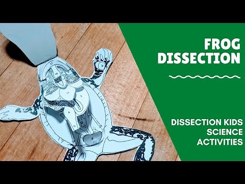 Dissecting Paper Frogs - Safely learn about Dissection and Biology