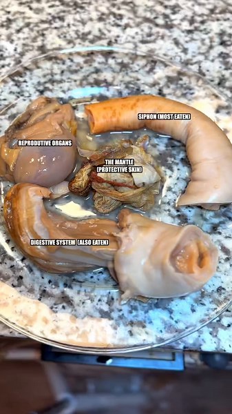 **Geoduck Overview:** The geoduck (pronounced