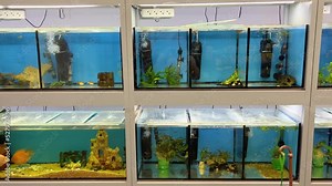 Many aquariums with colorful tropical fish in the store. Sale of tropical fish. Exotic fish swim in aquariums. Tropical fish breeding business