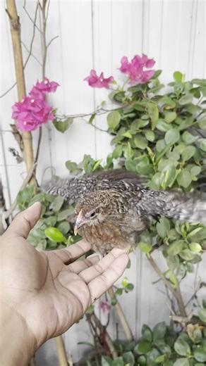 Exploring Old English Game Bantams: A Unique Chicken Breed