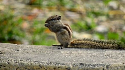 Free video - Squirrel, Nuts, Eating, Mammal